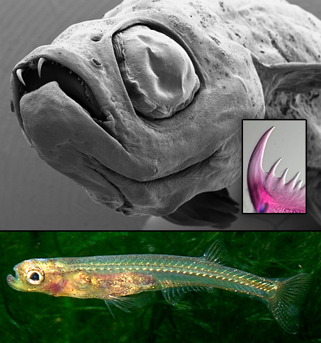 090311-dracula-fish-photo_big