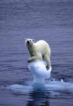 global-warming-polar-bear