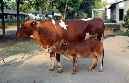 a264_cattle.jpg