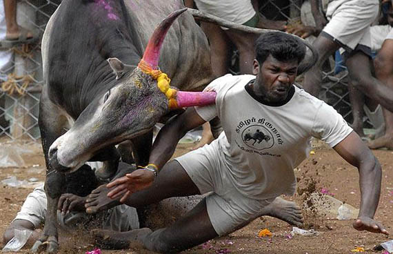 Running-of-the-Bulls-India