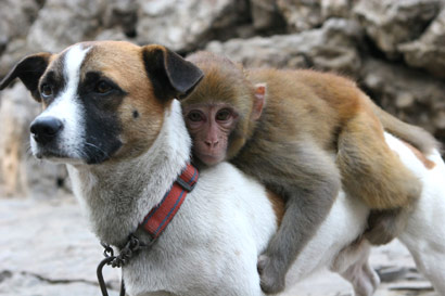 monkeyguarddog.jpg
