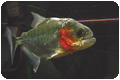 piranha-serrasalmus