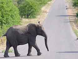 elephant-crossing