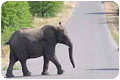 elephant-crossing_pp