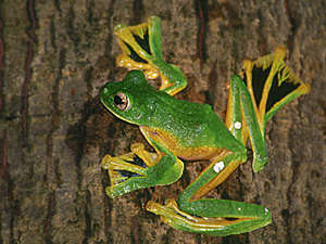 wallaces-flying-frog