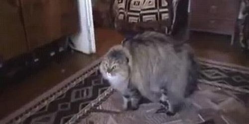 Мачка што зборува (видео)