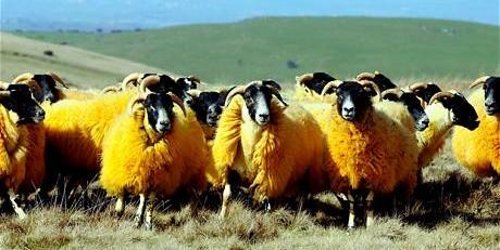 Ги бојосал овците портокалово за да спречи кражби