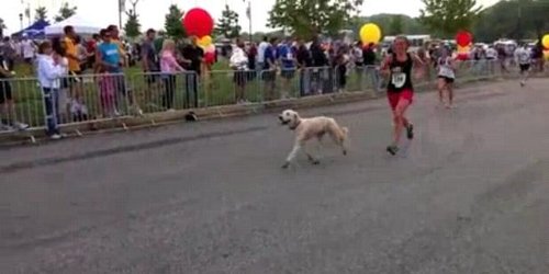 Дозер, кучето што заврши маратон (видео)