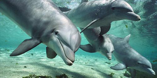 Разговор со делфини